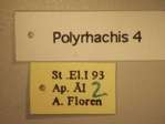 Polyrhachis 4 Label