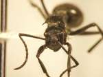 Polyrhachis 7 frontal