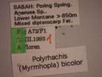 Polyrhachis bicolor Smith,1858 Label