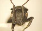 Polyrhachis cryptoceroides Emery,1887 frontal