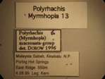 Polyrhachis mitrata Menozzi,1932 Label