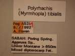 Polyrhachis tibialis Smith,1858 Label