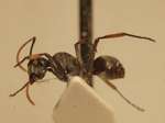 Polyrhachis tibialis Smith,1858 lateral