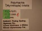 Polyrhachis tristis Mayr,1867 Label