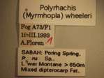 Polyrhachis wheeleri Mann,1919 Label