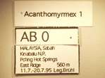 Acanthomyrmex ferox Emery,1893 Label
