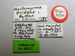 Anillomyrma tridens Bolton, 1987 Label