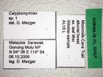 Calyptomyrmex sp.1 Label