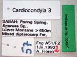 Cardiocondyla 3 Label