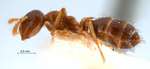 Crematogaster borneensis ssp. symbia Forel, 1911 lateral