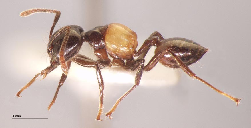 Crematogaster inflata Smith, 1857 lateral