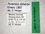 Pyramica dohertyi Emery, 1897 Label