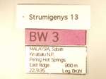 Strumigenys indigatrix Wheeler,1919 Label