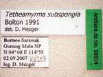 Tetheamyrma subspongia Bolton, 1991 Label