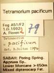 Tetramorium pacificum Mayr,1870 Label