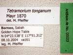 Tetramorium tonganum Mayr, 1870 Label
