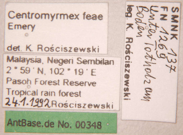 Centromyrmex feae Emery,1889 unbekannt