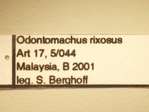 Odontomachus rixosus Smith,1857 Label