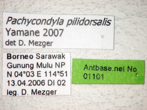Pachycondyla pilidorsalis Yamane, 2007 Label
