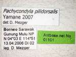 Pachycondyla pilidorsalis Yamane, 2007 Label