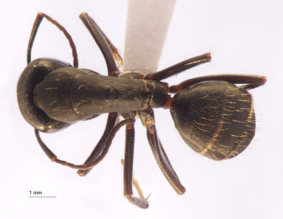Camponotus japonicus var. aterrimus Emery, 1895 dorsal