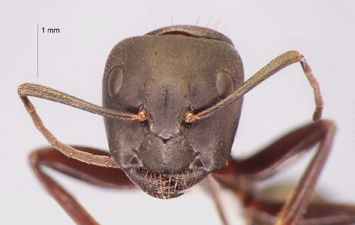 Camponotus japonicus var. aterrimus Emery, 1895 frontal