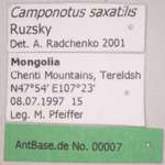 Camponotus saxatilis Ruzsky, 1895 Label