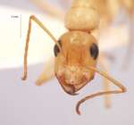 Camponotus turkestanus André, 1882 frontal
