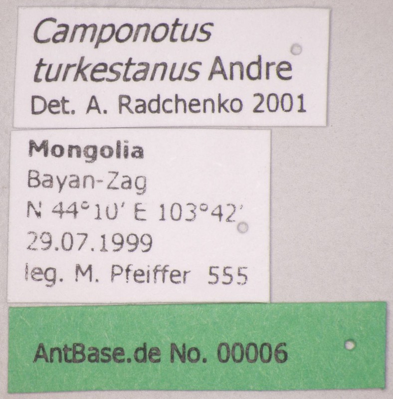 Camponotus turkestanus André, 1882 Label