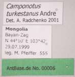 Camponotus turkestanus André, 1882 Label