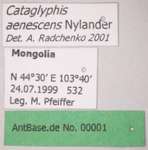 Cataglyphis aenescens Nylander, 1849 Label