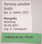 Formica candida Smith, 1878 Label