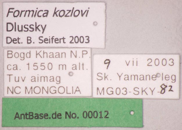 Formica kozlovi Dlussky, 1965 Label