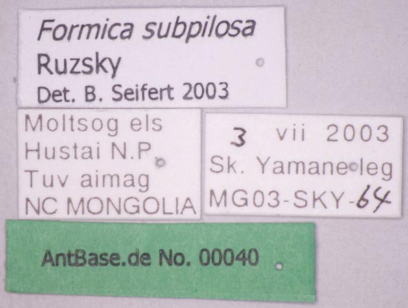Formica subpilosa Ruzsky, 1902 Label