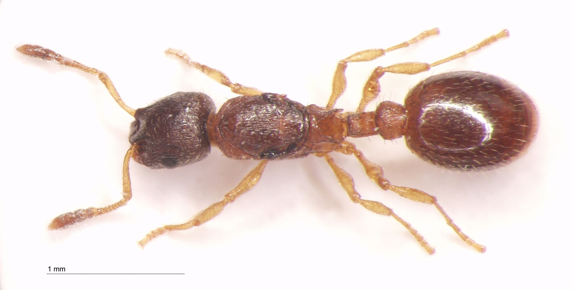 Leptothorax acervorum Fabricius, 1793 dorsal