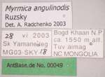 Myrmica angulinodis Ruzsky, 1905 Label