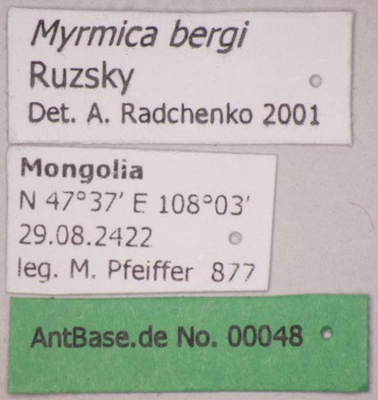 Myrmica bergi Ruzsky, 1902 Label