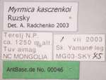 Myrmica kasczenkoi Ruzsky, 1905 Label