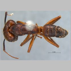 Camponotus misturus fornaronis Forel, 1892 dorsal