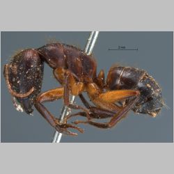 Camponotus misturus fornaronis Forel, 1892 lateral