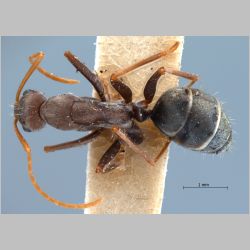 Camponotus rufoglaucus Jerdon, 1851 dorsal