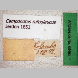 Camponotus rufoglaucus Jerdon, 1851 label