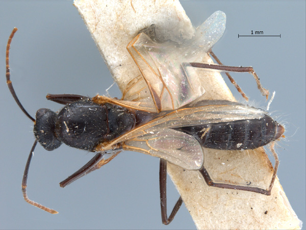 Camponotus rufoglaucus male dorsal