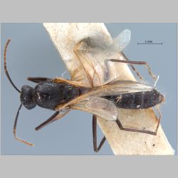 Camponotus rufoglaucus male Jerdon, 1851 dorsal