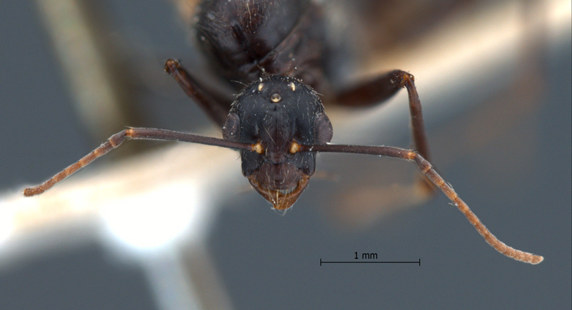 Camponotus rufoglaucus male frontal