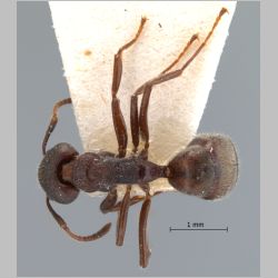 Dolichoderus thoracicus Smith, 1860 dorsal