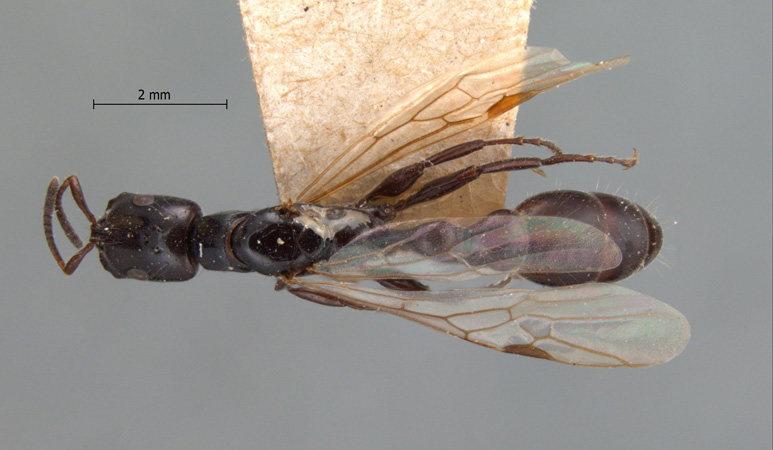 Tetraponera nigra queen dorsal