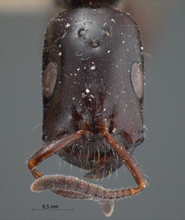 Tetraponera nigra queen frontal