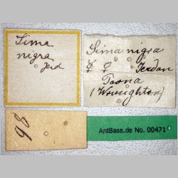 Tetraponera nigra queen Jerdon, 1851 label