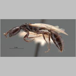 Tetraponera nigra queen Jerdon, 1851 lateral